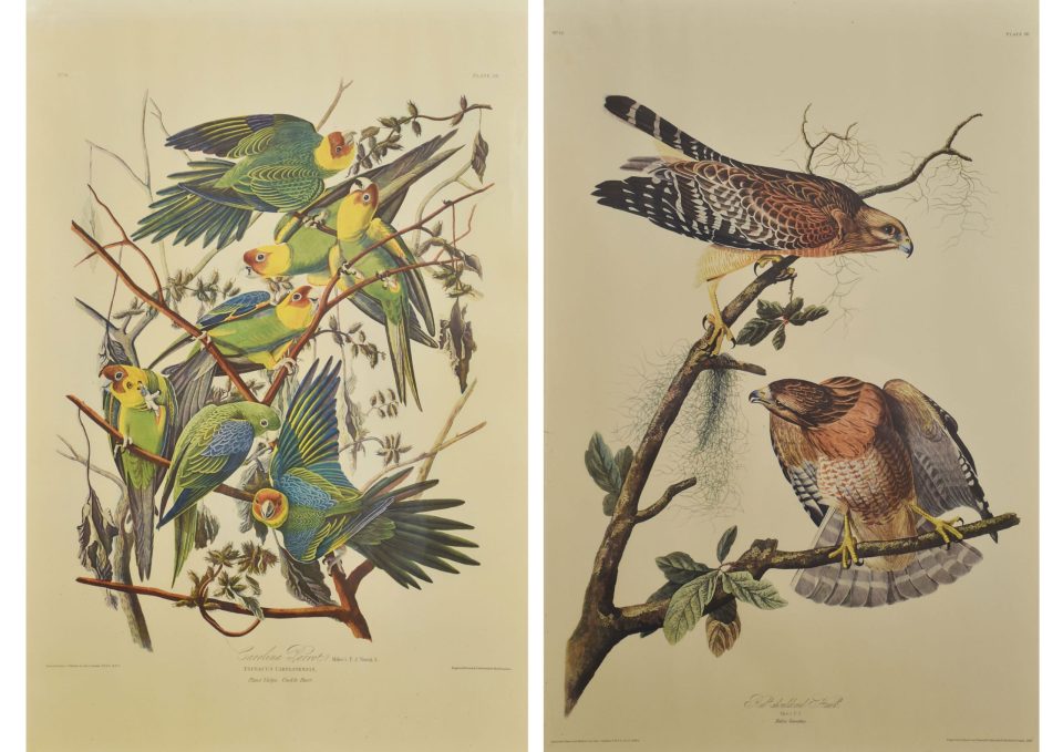 Two large ornithological studies birds