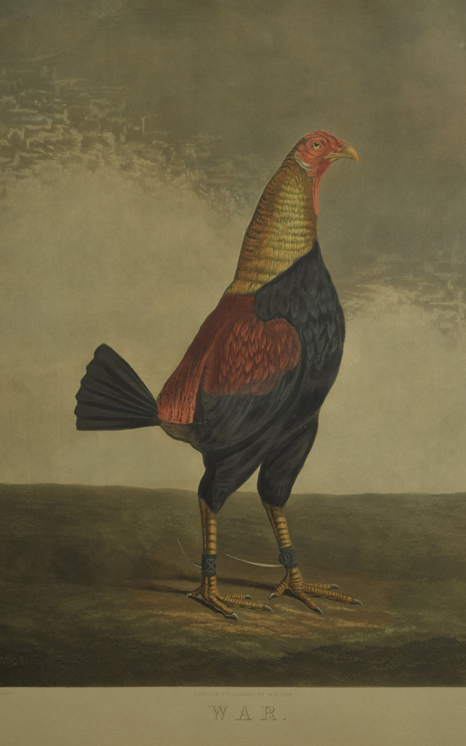 B. Marshall cock fighting Rooster War