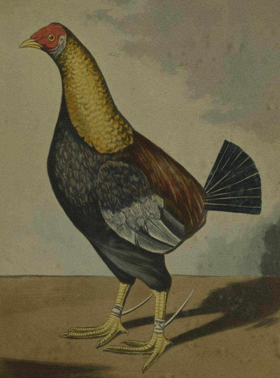 19th century engraving by R.G Reeve